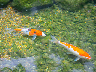 Colorful decorative koi fish or fancy carp float in pond
