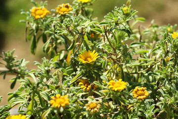 Calendula officinalis, the pot marigold, ruddles, common marigold or Scotch marigold, is a flowering plant in the daisy family Asteraceae. It is probably native to southern Europe, though its long his