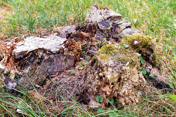 old pine stump
