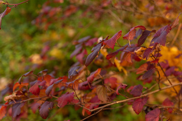 Fototapeta premium colored autumn leaves photo wallpaper