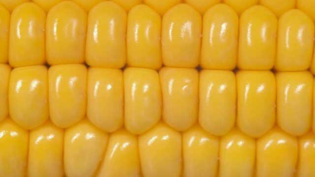 Macro View Yellow Grains Corn Cob Background Food Organic Close Up. Closeup Fresh Sweet Corn on Cob, Ingredient Prepare for Organic Food. Corn Seeds Texture, Agriculture Healthy Natural Nutrition.