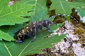 Asiatischer Laubholzbockkäfer (Anoplophora glabripennis) mit seltener Gelbfärbung der Punkte im...