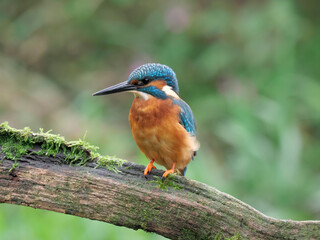 Kingfisher, Alcedo atthis