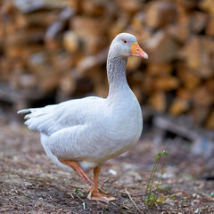 einzelne Gans auf einem Bauernhof in Deutschland