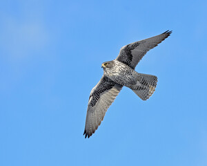 An adult gray morph Gyrfalcon makes a rare visit to the southern part of its winter range - Eastern Ontario, Canada 