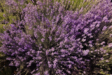 Beautiful blooming lavender field on summer day, top view