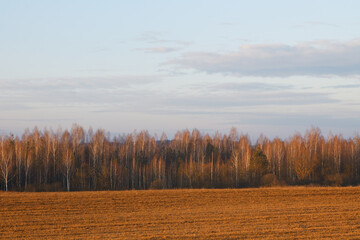 Nice sunny day summer forest panorama green nature ecology