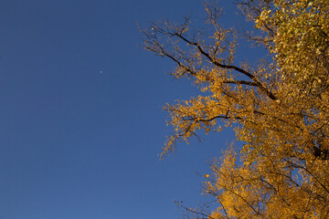 bottom view of a tree with yellow leaves on a background of blue sky in autumn