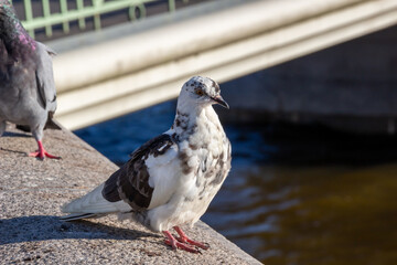 Photo of a pigeon sitting on a rock from a sunny day