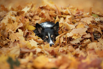 dog in the leaves in nature. Border collie in park