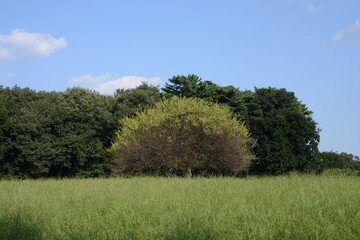 丘に立つい本の大きな木