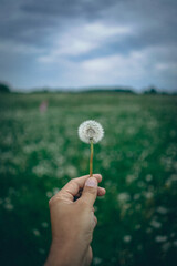 Fototapeta premium Pusteblume