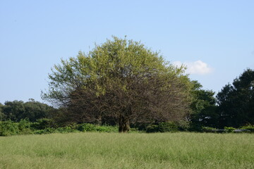 Fototapeta na wymiar 丘に立つい本の大きな木