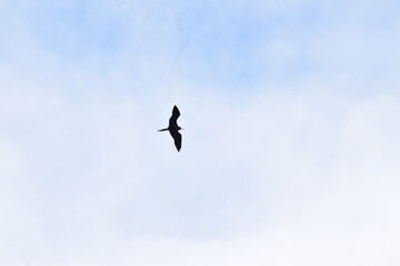 birds in the sky