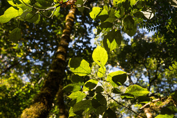 Tropical forest, trees in sunlight 