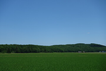 Obraz premium 夏の田んぼの風景