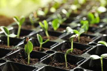 Seedling tray with young vegetable sprouts, closeup