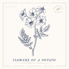 Flower of a potato botanical sketch vintage retro detailed engraved style illustration