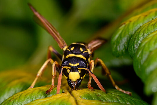 Paper wasp / Heide-Feldwespe (Polistes nimpha)