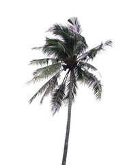 Isolate Coconut tree abstract pattern line on white background
