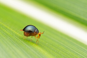 Beetle mimic Fly, Celyphidae, Clytus arietis, Satara, Maharashtra, India