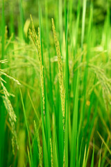 Obraz na płótnie Canvas Green rice plants in the fields stock photo