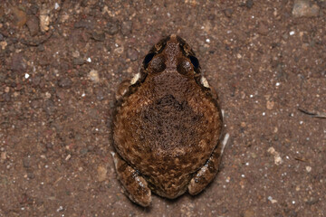 Dorsal view of Indian Burrowing frog, Sphaerotheca dobsonii, Satara, Maharashtra, India. Mangalore...
