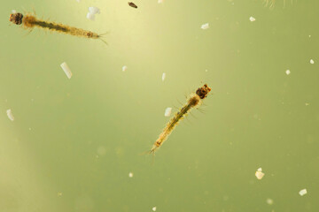 Larvae of Mosquito, Culex pipiens, Satara, Maharashtra, India