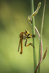 Robberfly on grass