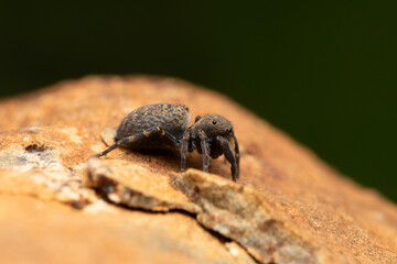 Lateral side of Female Jumping spider Cyrba algeria, Salticidae, Satara, Maharashtra, India