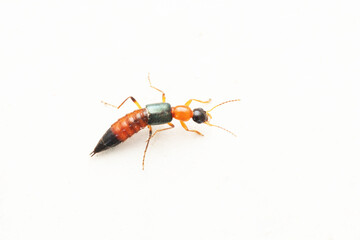 Paederus rove beetles, Satara, Maharashtra, India. Paederus is a genus of small beetles of the...