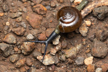 Snail, Oxychilus alliarius, Satara, Maharashtra, India