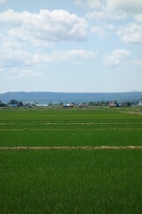 夏の田んぼの風景