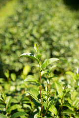 Tea gardens, in morning sun at Chiang Rai. stock photo