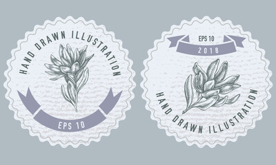Monochrome labels design with illustration of leucadendron