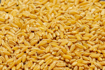 Ripe Golden wheat grains close up