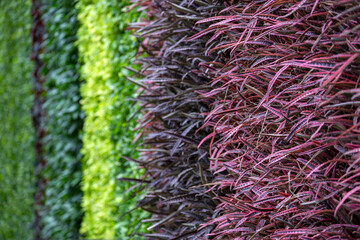 Colorful vertical garden wall decoration.