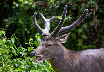 Male Asian deer resting in the wild nature.
