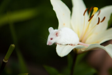 White mouse sitting on a white lily flower