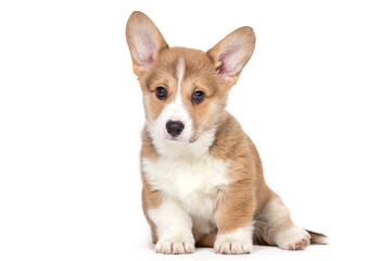 Corgi