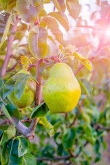 Ripe pears with rain drops hanging on the tree ready for harvest