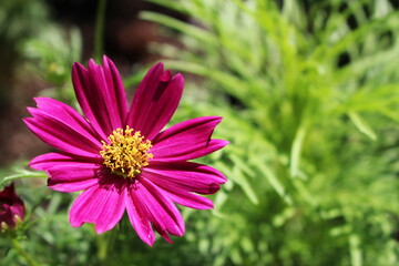 Obraz premium 一輪の赤いコスモス