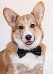 Corgi