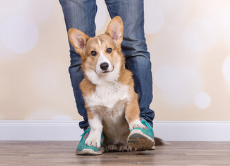 Corgi