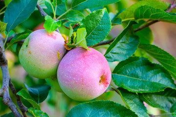 Varietal apple Florina grows on a tree in the garden.