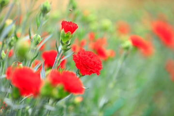 Obraz premium Carnations are in the greenhouse