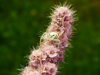 Waiting for the prey...