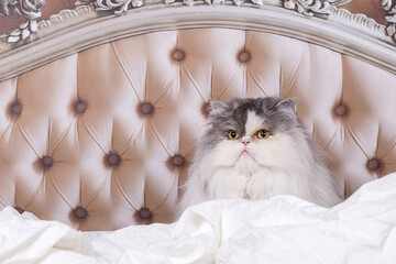 Katze