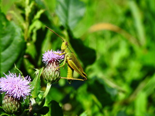 Grasshopper