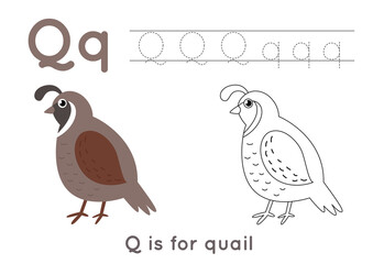 Fototapeta na wymiar Coloring page with letter Q and cute cartoon quail.